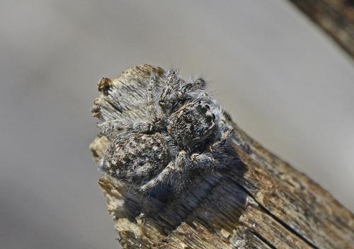 Philaeus chrysops